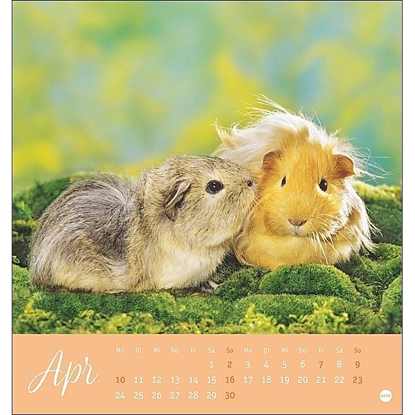 Kuschelige Meerschweinchen Postkartenkalender 2023 von Monika Wegler. Kleiner Kalender mit Porträts der putzigen Nager., Monika Wegler