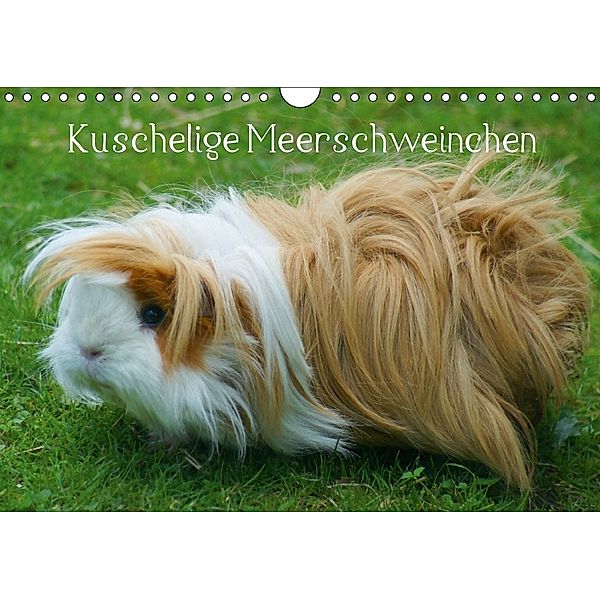 Kuschelige Meerschweinchen (Wandkalender 2018 DIN A4 quer), kattobello