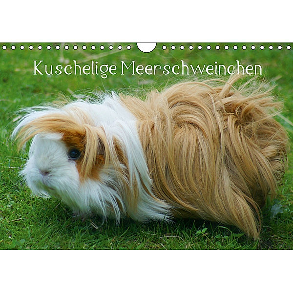 Kuschelige Meerschweinchen (Wandkalender 2019 DIN A4 quer), Kattobello