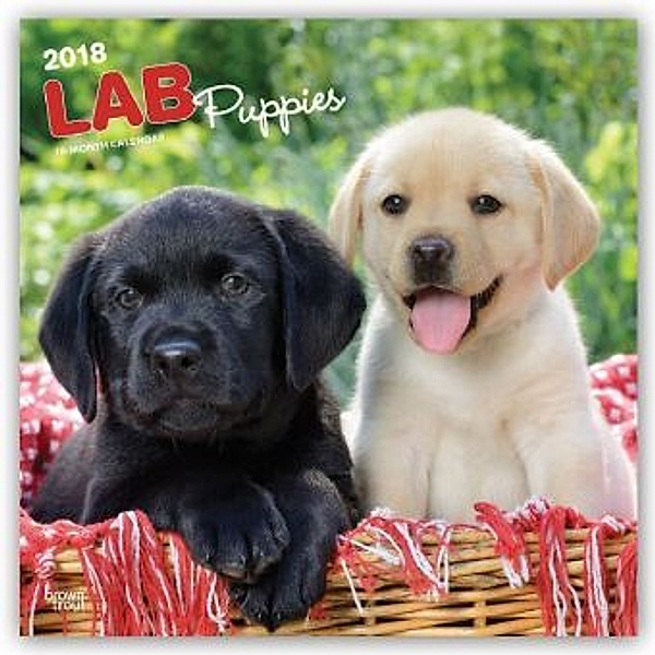 Lab Puppies 2018, BrownTrout Publisher