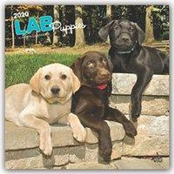 Lab Puppies - Labradorwelpen 2020, BrownTrout Publisher