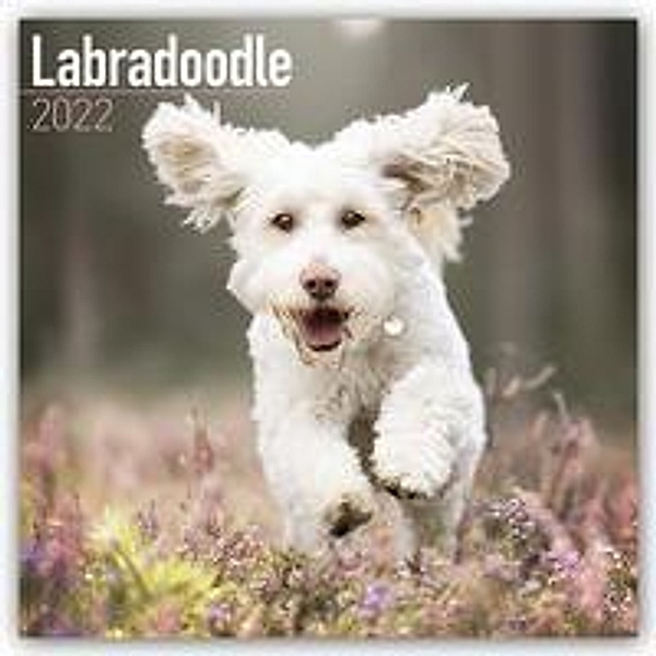 Labradoodle 2022 - 16-Monatskalender, Avonside Publishing Ltd