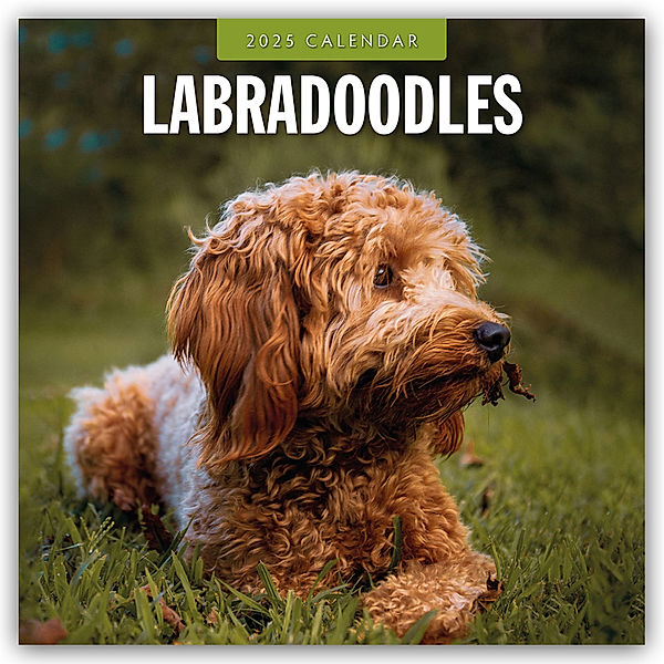 Labradoodles - Labradoodle 2025 - 16-Monatskalender, Red Robin Publishing Ltd