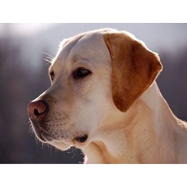 Labrador - 1.000 Teile (Puzzle)