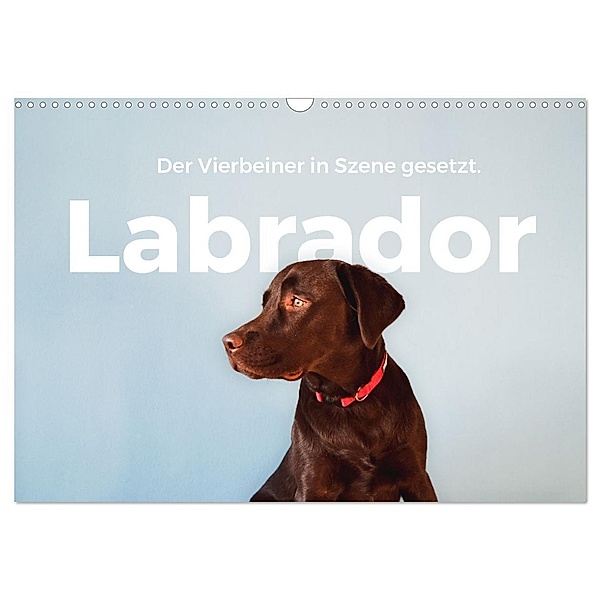 Labrador - Der Vierbeiner in Szene gesetzt. (Wandkalender 2024 DIN A3 quer), CALVENDO Monatskalender, M. Scott
