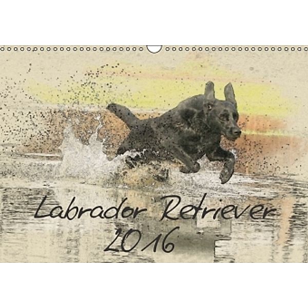 Labrador Retriever 2016 (Wandkalender 2016 DIN A3 quer), Andrea Redecker