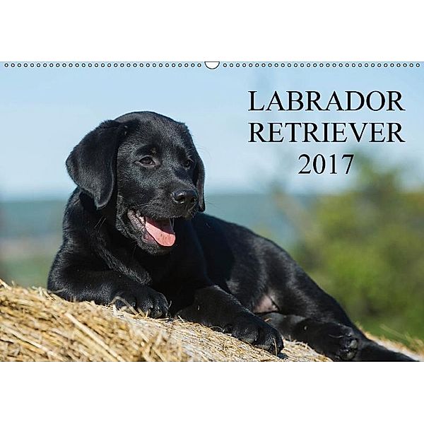 Labrador Retriever 2017 (Wandkalender 2017 DIN A2 quer), Sigrid Starick