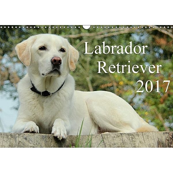 Labrador Retriever 2017 (Wandkalender 2017 DIN A3 quer), Anita Schreuer