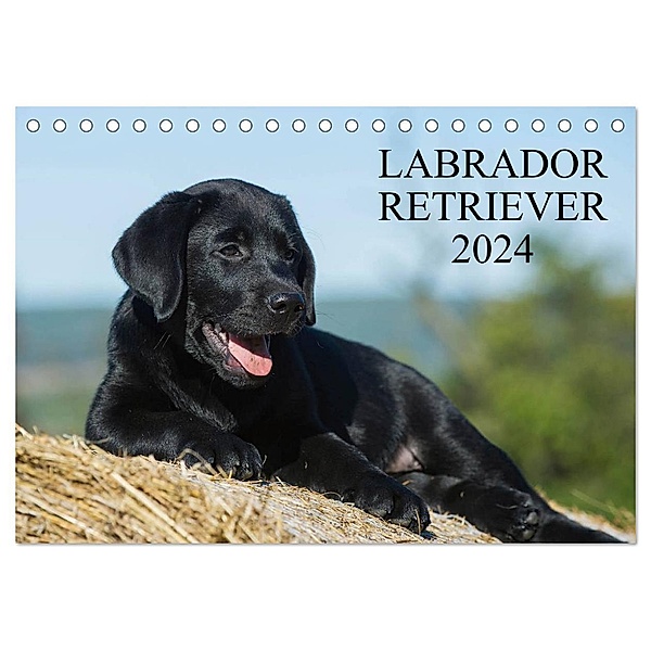 Labrador Retriever 2024 (Tischkalender 2024 DIN A5 quer), CALVENDO Monatskalender, Sigrid Starick
