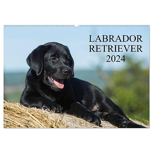 Labrador Retriever 2024 (Wandkalender 2024 DIN A2 quer), CALVENDO Monatskalender, Sigrid Starick