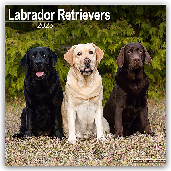 Labrador Retriever 2025 - 16-Monatskalender, Avonside Publishing Ltd