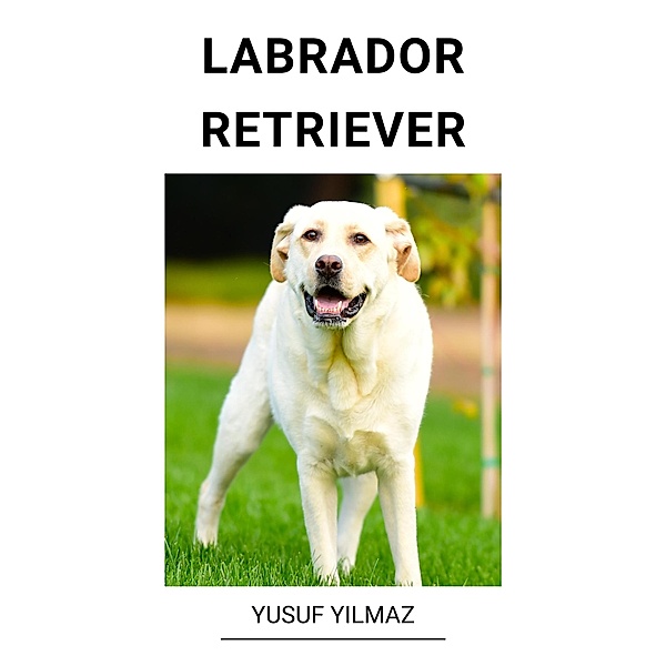 Labrador Retriever, Yusuf Yilmaz