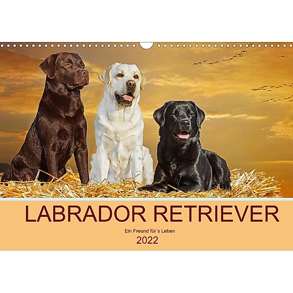 Labrador Retriever - Ein Freund für´s Leben (Wandkalender 2022 DIN A3 quer), Sigrid Starick