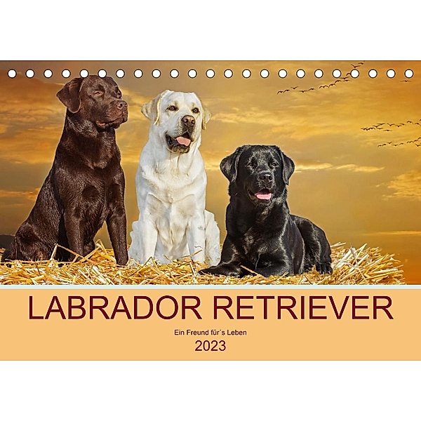 Labrador Retriever - Ein Freund für´s Leben (Tischkalender 2023 DIN A5 quer), Sigrid Starick