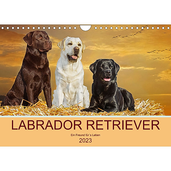 Labrador Retriever - Ein Freund für´s Leben (Wandkalender 2023 DIN A4 quer), Sigrid Starick