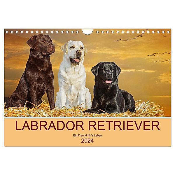 Labrador Retriever - Ein Freund für´s Leben (Wandkalender 2024 DIN A4 quer), CALVENDO Monatskalender, Sigrid Starick