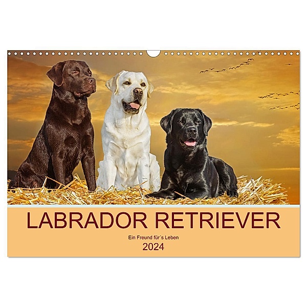 Labrador Retriever - Ein Freund für´s Leben (Wandkalender 2024 DIN A3 quer), CALVENDO Monatskalender, Sigrid Starick