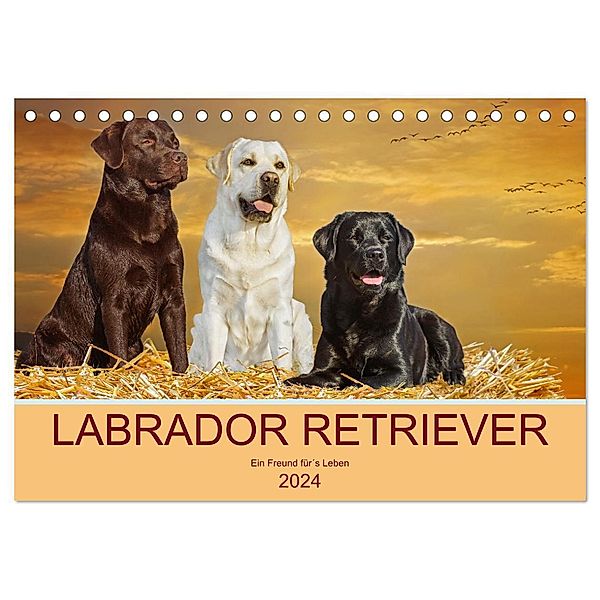 Labrador Retriever - Ein Freund für´s Leben (Tischkalender 2024 DIN A5 quer), CALVENDO Monatskalender, Sigrid Starick