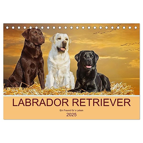 Labrador Retriever - Ein Freund für´s Leben (Tischkalender 2025 DIN A5 quer), CALVENDO Monatskalender, Calvendo, Sigrid Starick