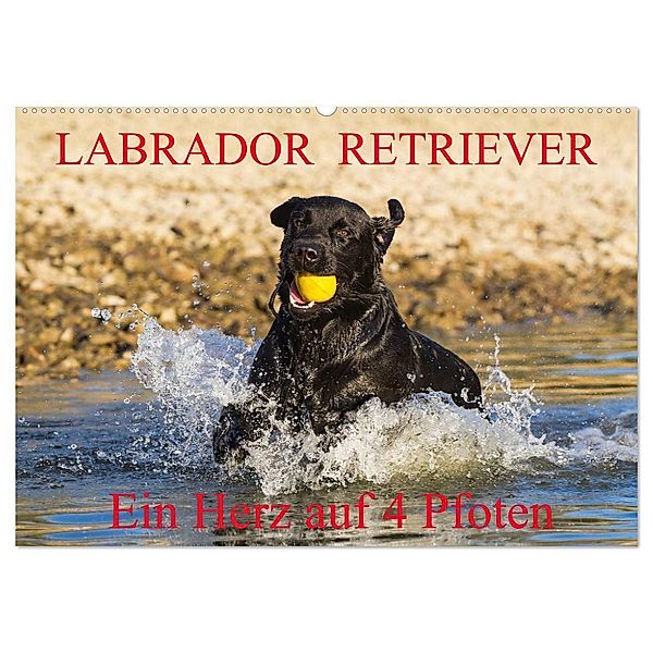 Labrador Retriever - ein Herz auf 4 Pfoten (Wandkalender 2024 DIN A2 quer), CALVENDO Monatskalender, Calvendo