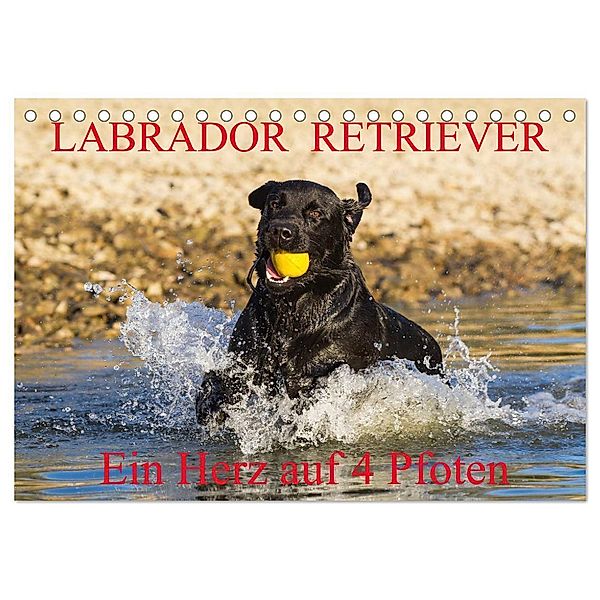 Labrador Retriever - ein Herz auf 4 Pfoten (Tischkalender 2025 DIN A5 quer), CALVENDO Monatskalender, Calvendo