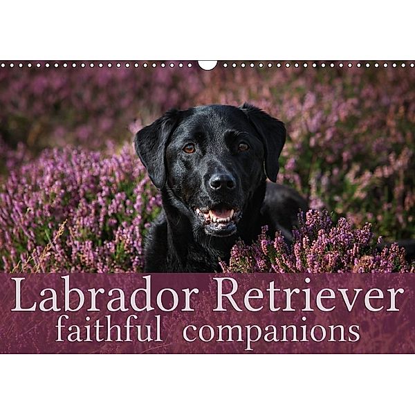 Labrador Retriever - Faithful Companions (Wall Calendar 2018 DIN A3 Landscape), Martina Cross