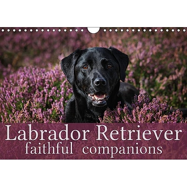 Labrador Retriever - Faithful Companions (Wall Calendar 2017 DIN A4 Landscape), Martina Cross