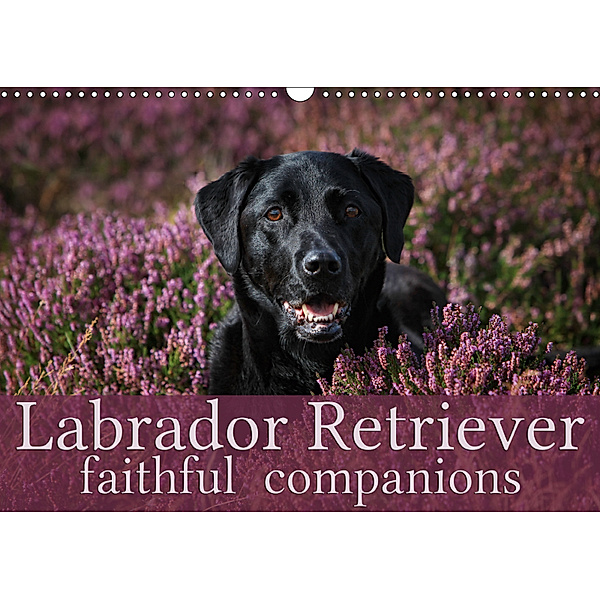 Labrador Retriever - Faithful Companions (Wall Calendar 2019 DIN A3 Landscape), Martina Cross