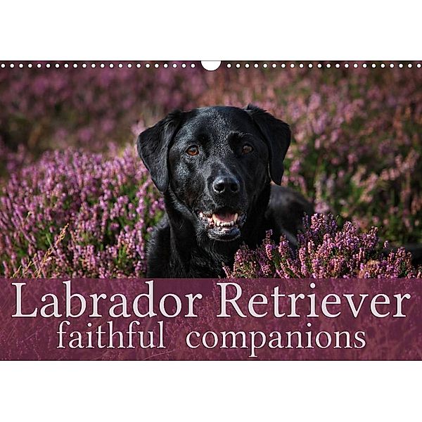 Labrador Retriever - Faithful Companions (Wall Calendar 2023 DIN A3 Landscape), Martina Cross