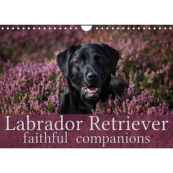 Labrador Retriever - Faithful Companions (Wall Calendar 2023 DIN A4 Landscape), Martina Cross