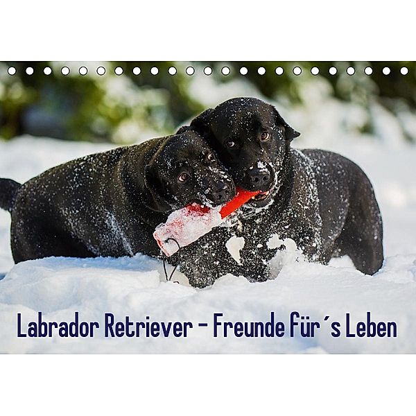 Labrador Retriever - Freunde für´s Leben (Tischkalender 2021 DIN A5 quer), Sigrid Starick