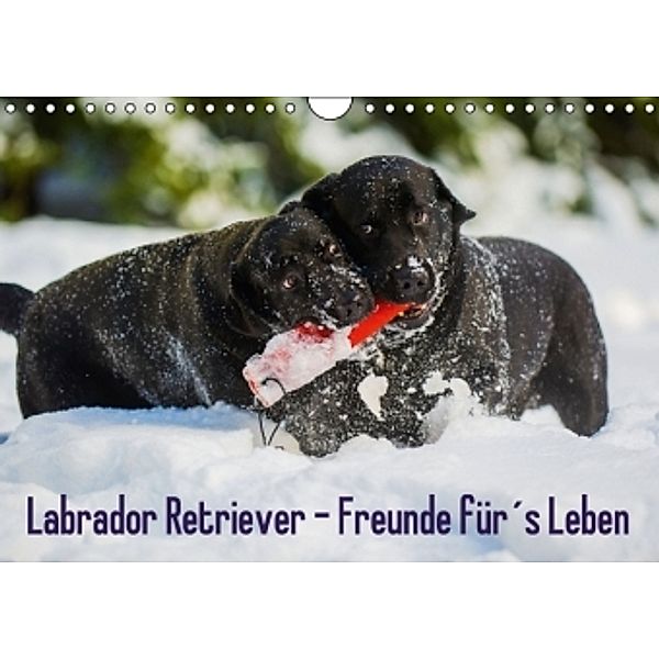 Labrador Retriever - Freunde fürs Leben (Wandkalender 2016 DIN A4 quer), Sigrid Starick