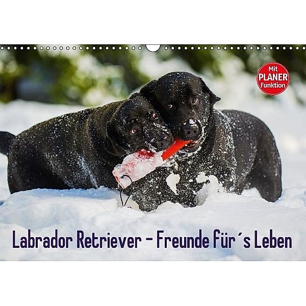 Labrador Retriever - Freunde für's Leben (Wandkalender 2017 DIN A3 quer), Sigrid Starick