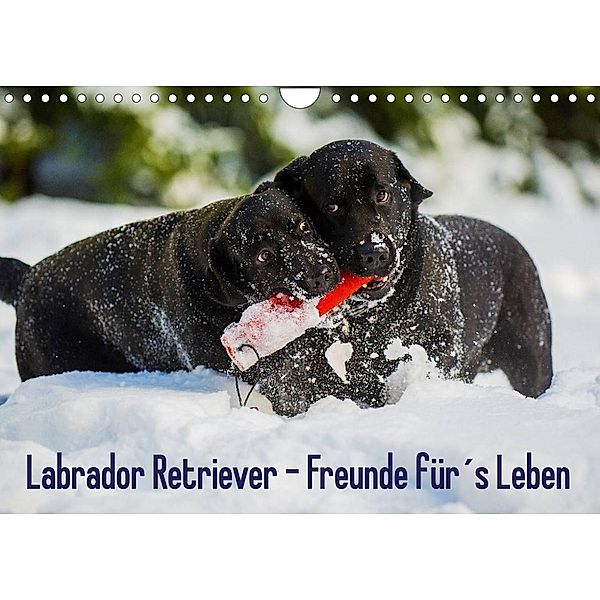 Labrador Retriever - Freunde für´s Leben (Wandkalender 2023 DIN A4 quer), Sigrid Starick