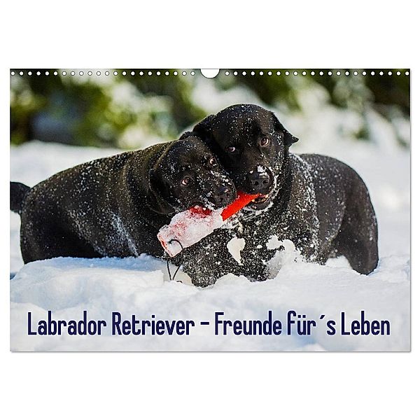 Labrador Retriever - Freunde für´s Leben (Wandkalender 2024 DIN A3 quer), CALVENDO Monatskalender, Sigrid Starick