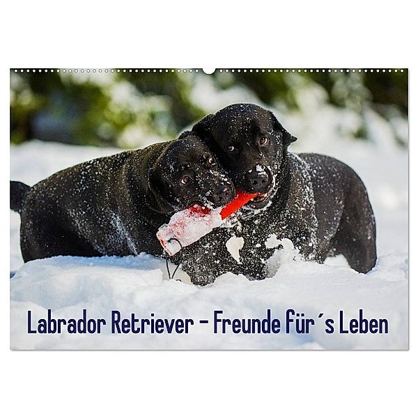 Labrador Retriever - Freunde für´s Leben (Wandkalender 2024 DIN A2 quer), CALVENDO Monatskalender, Sigrid Starick