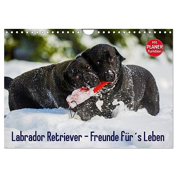 Labrador Retriever - Freunde für´s Leben (Wandkalender 2025 DIN A4 quer), CALVENDO Monatskalender, Calvendo, Sigrid Starick