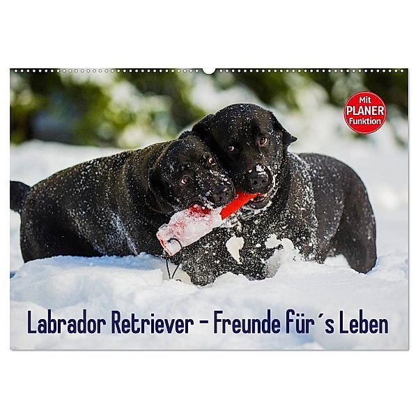 Labrador Retriever - Freunde für´s Leben (Wandkalender 2025 DIN A2 quer), CALVENDO Monatskalender, Calvendo, Sigrid Starick