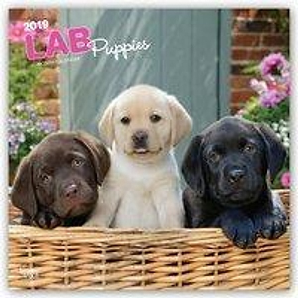 Labrador Retriever Puppies 2019 Square, Inc Browntrout Publishers