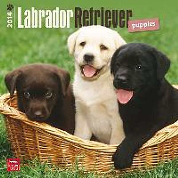 Labrador Retriever Puppies Calendar