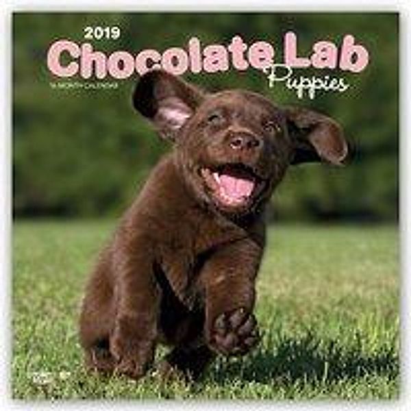 Labrador Retriever Puppies, Chocolate 2019 Square Wall Calen