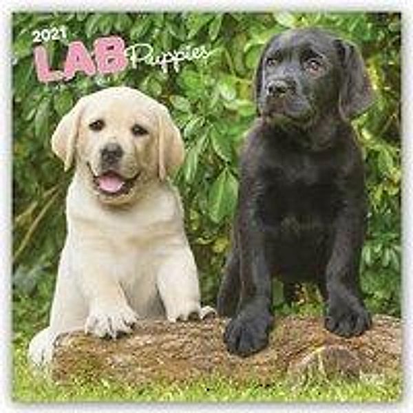 Labrador Retriever Puppies - Labradorwelpen 2021 - 16-Monatskalender mit freier DogDays-App, BrownTrout Publisher