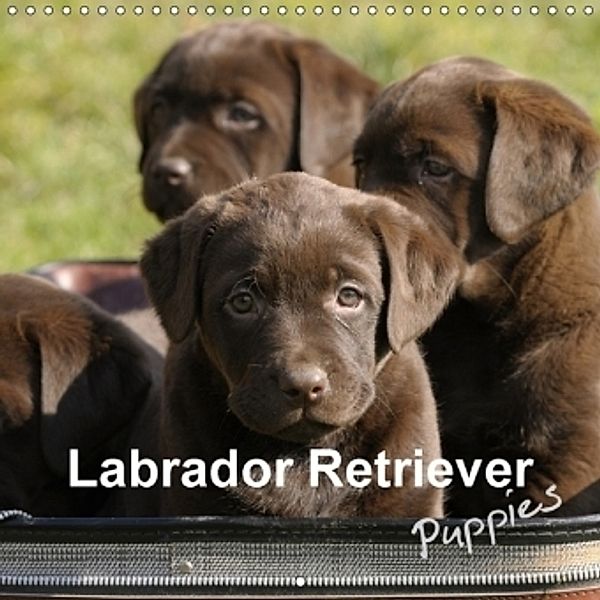 Labrador Retriever Puppies (Wall Calendar 2017 300 × 300 mm Square), Peter Faber