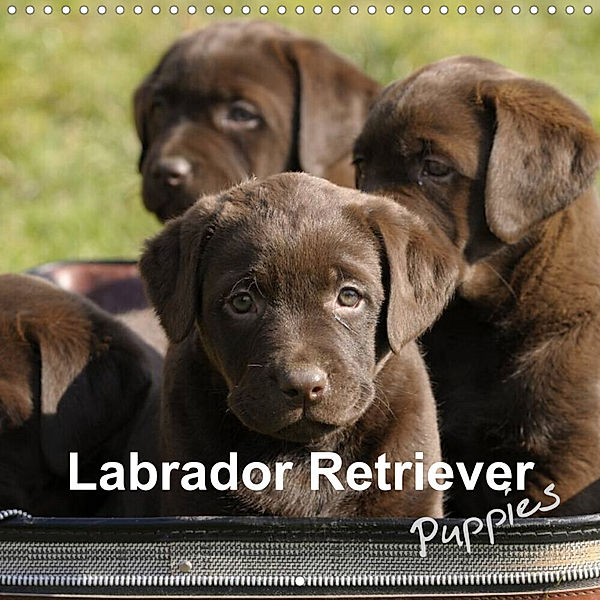 Labrador Retriever Puppies (Wall Calendar 2023 300 × 300 mm Square), Peter Faber