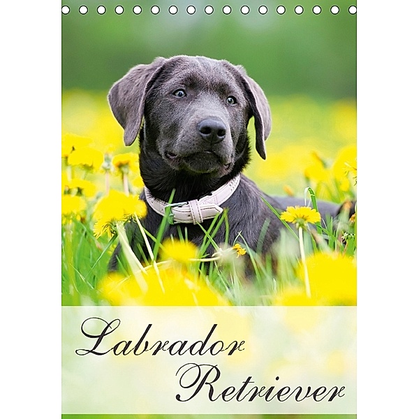 Labrador Retriever (Tischkalender 2018 DIN A5 hoch), Nicole Noack