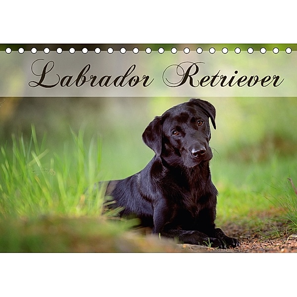 Labrador Retriever (Tischkalender 2018 DIN A5 quer), Nicole Noack