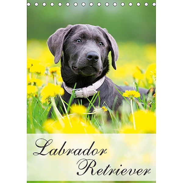 Labrador Retriever (Tischkalender 2019 DIN A5 hoch), Nicole Noack