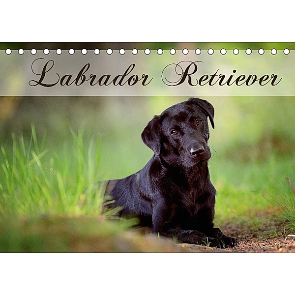 Labrador Retriever (Tischkalender 2022 DIN A5 quer), Nicole Noack