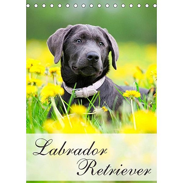 Labrador Retriever (Tischkalender 2023 DIN A5 hoch), Nicole Noack
