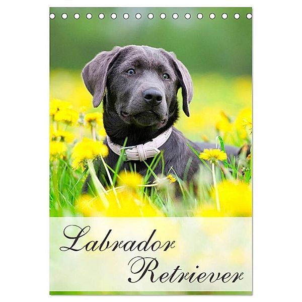 Labrador Retriever (Tischkalender 2024 DIN A5 hoch), CALVENDO Monatskalender, Nicole Noack